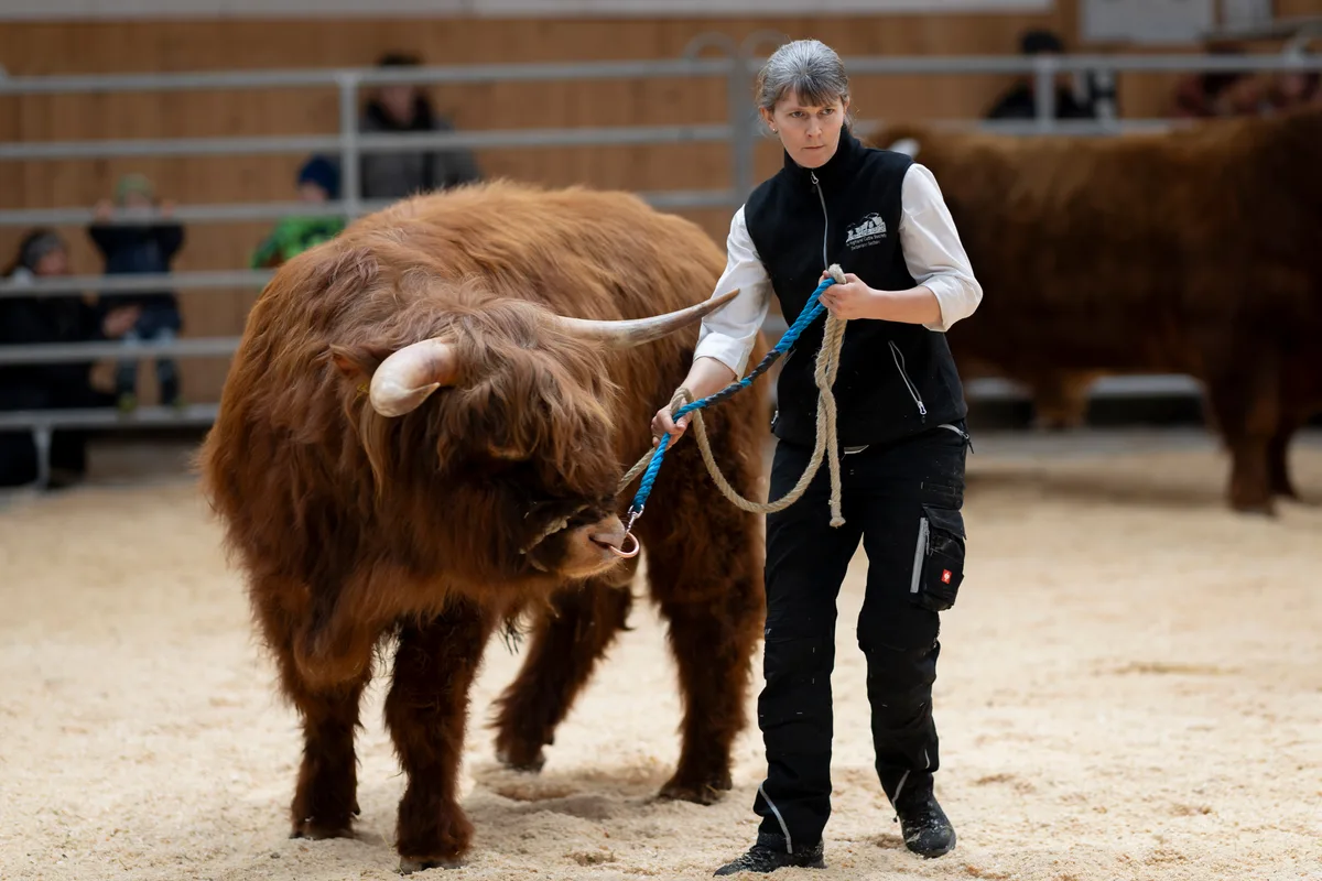 Man sieht eine Frau mit einem Highland Cattle Bullen.